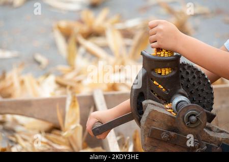 Italy, Lombardy, Historical Reenactment Farmer, Child Using Ancient Manual Machine To Shell the Cobs of Yellow Corn Stock Photo