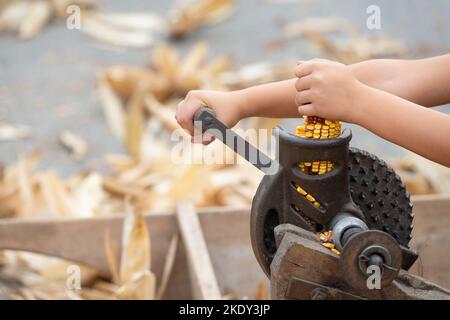 Italy, Lombardy, Historical Reenactment Farmer, Child Using Ancient Manual Machine To Shell the Cobs of Yellow Corn Stock Photo