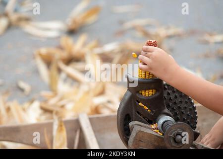 Italy, Lombardy, Historical Reenactment Farmer, Child Using Ancient Manual Machine To Shell the Cobs of Yellow Corn Stock Photo