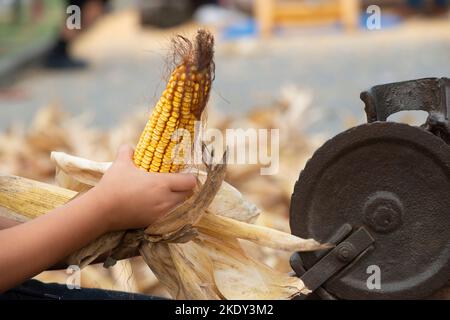 Italy, Lombardy, Historical Reenactment Farmer, Child Using Ancient Manual Machine To Shell the Cobs of Yellow Corn Stock Photo