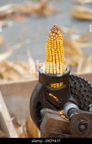 Italy, Lombardy, Historical Reenactment Farmer, Ancient Manual Machine To Shell the Cobs of Yellow Corn Stock Photo