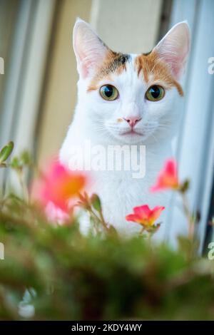 portrait of white with cat spots Stock Photo