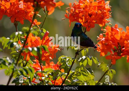 A selective focus shot of a Variable sunbird perched on a branch of a Cape honeysuckle flower plant Stock Photo