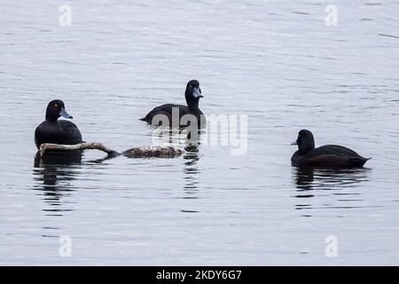 A closeup of a flock of the New Zealand Scaup swimming on a lake Stock Photo