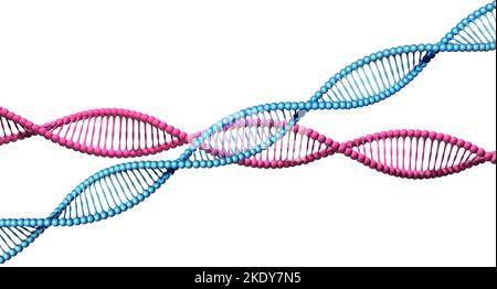 Blue and pink DNA code helix spirals 3D isolated Stock Photo