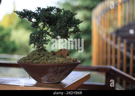 Bonsai Tree In Back Yard Stock Photo