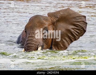 African elephant enjoying a bath in a waterhole in Tsavo National Park Kenya