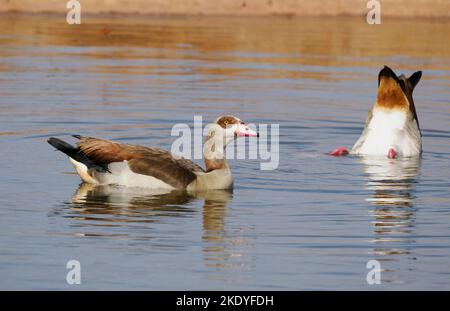 Pair of Egyptian Geese Alopochen aegyptiacus at a waterhole in Tsavo National Park in Kenya Stock Photo