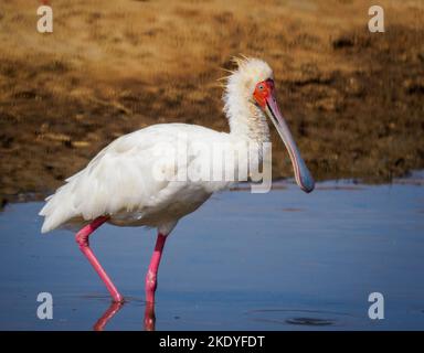 African Spoonbill Platalea alba foraging in a large waterhole in Tsavo East National Park Kenya Stock Photo