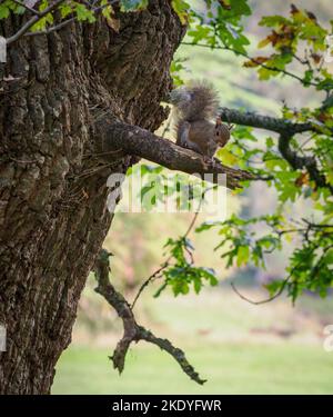 Grey Squirrel Sciurus carolinensis on an old oak tree in Somerset woodland UK Stock Photo