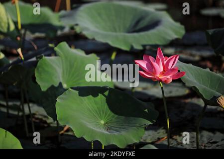 228 Pink lotus flower -Nelumbo nucifera- growing on the margins of Yellow Water-Ngurrungurrudjba Billabong. Kakadu-Australia. Stock Photo