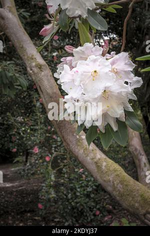 The spectacular flowers of a mature Rhododendron growing in the wild sub-tropical Penjjick Garden in Cornwall.  Penjerrick Garden is recognised as Cor