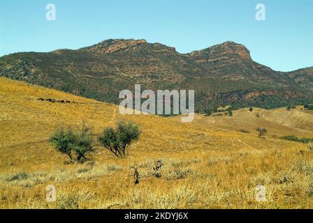 Australia, escaping kangaroos in Flinders National Park Stock Photo