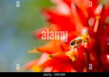 The close-up view of an Apis mellifera on the red petals of a Candelabra aloe Stock Photo