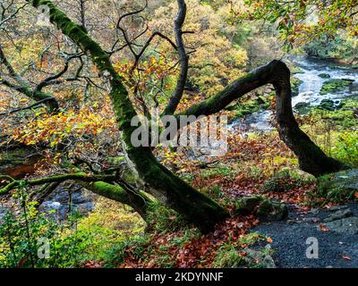 Autumnal tree clinging to the bank above High Strid in Strid Wood Bolton Abbey North Yorkshire England Stock Photo