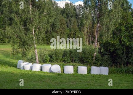 Silage rolls in green meadow. Stock Photo