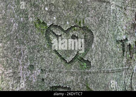 Heart with Arrow Carved into the Bark of a Beech Tree (Fagus sylvatica), UK Stock Photo
