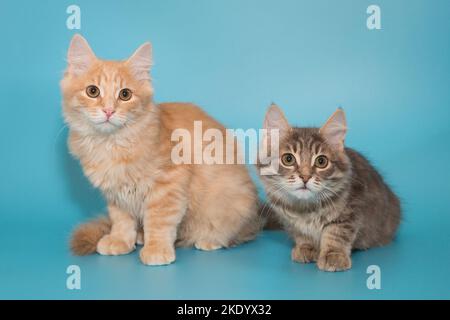 Two kittens, gray and red, sit side by side on a blue background Stock Photo