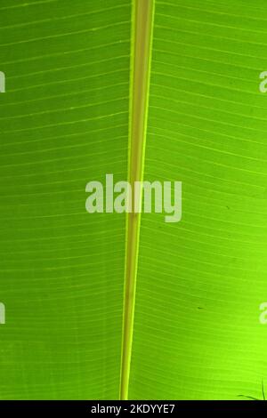 Banana leaf closeup Stock Photo