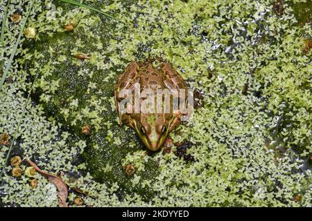 Levant water frog, view from above Stock Photo