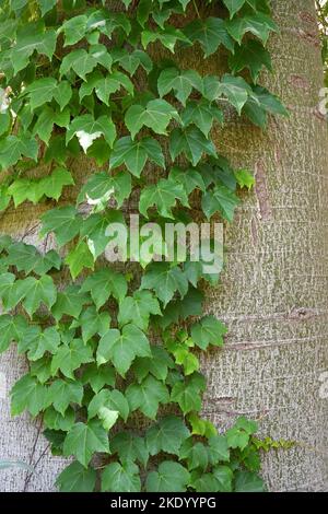 Vine climbing on tree trunk Stock Photo