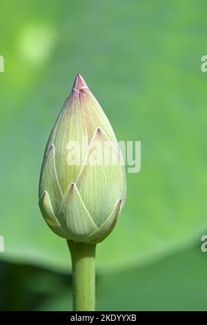 Closeup view of lotus flower bud Stock Photo