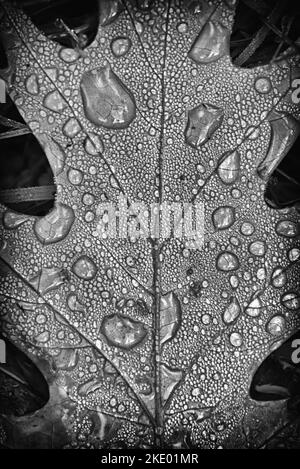 Water Drops on Fallen Leaf Stock Photo