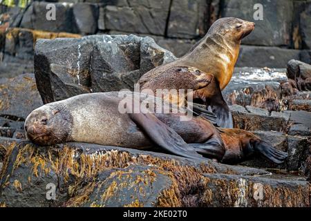 A colony of Australian fur seals, Arctocephalus pusillus, basking on rocks at the southern end of Bruny Island, Tasmania, Australia Stock Photo