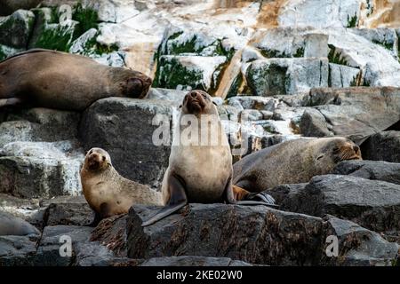 A colony of Australian fur seals, Arctocephalus pusillus, basking on rocks at the southern end of Bruny Island, Tasmania, Australia Stock Photo