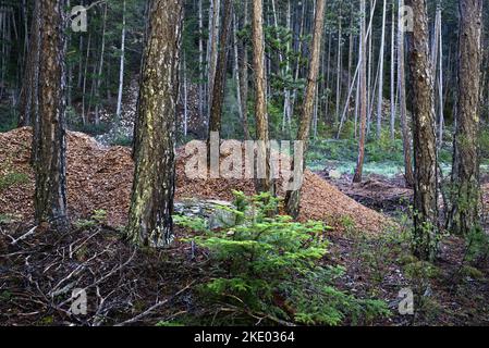 Sawdust or Wood Dust Remaining After Cutting or Sawing Felled Trees or Harvested Logs and Conifer Forest Alps France Stock Photo