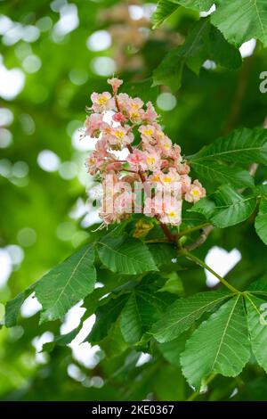 Aesculus × carnea Plantierensis, Aesculus plantierensis, pink Flowering Horse Chestnut Tree, Damask red horse-chestnut Stock Photo