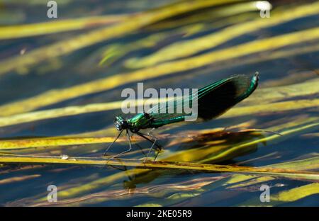 Banded Demoiselle Stock Photo