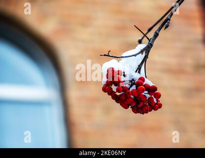 Red rowan berries in the snow on a city background. Freezing. Beautiful winter. Stock Photo