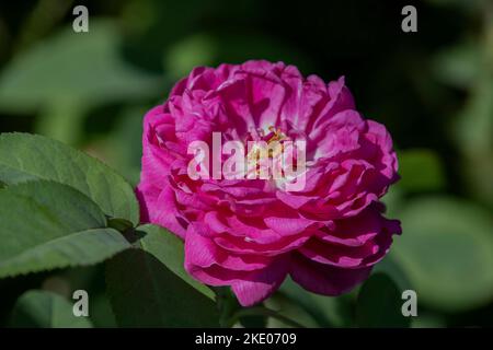 Rose Bleu Magenta , Rabler Rose , Rambling Rose Stock Photo