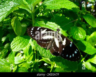 A closeup shot of a false zebra longwing butterfly perched on green leaves in sunlight Stock Photo