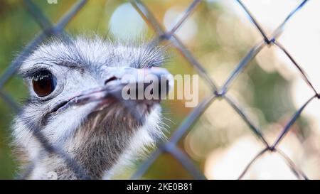 African ostrich or Struthio camelus close up head portrait selective focus over green foliage out of focus background behind fence metal wire grid in Stock Photo