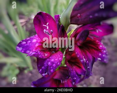 The raindrops on bright purple Robinetta flowers - beautiful floral wallpaper Stock Photo