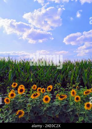 Field of sunflowers under white clouds and blue skies Stock Photo - Alamy