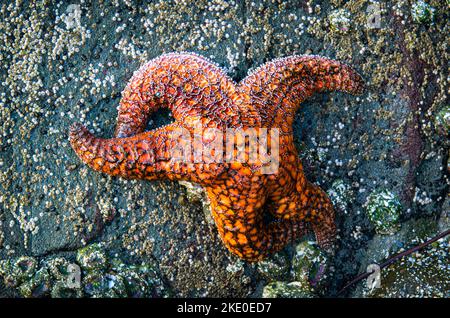 Starfish abound in tidal pools along the Southern Oregon Coastline Stock Photo