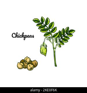 Hand drawn chickpeas branch with a pod and handful of grains. Colorful botany vector illustration in sketch style Stock Vector