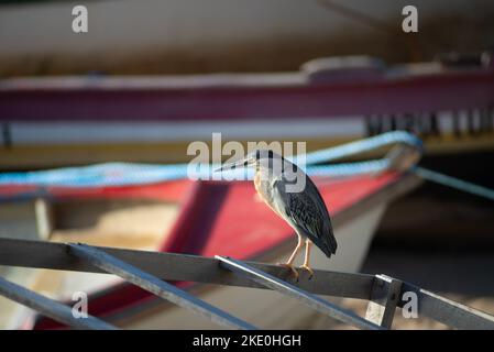 Salvador, Bahia, Brazil - November 01, 2021: SocÃ³ bird standing on the fishing boat waiting for food. Salvador, Bahia, Brazil. Stock Photo