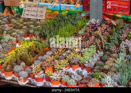 cactus in cameron highland, malaysia Stock Photo - Alamy