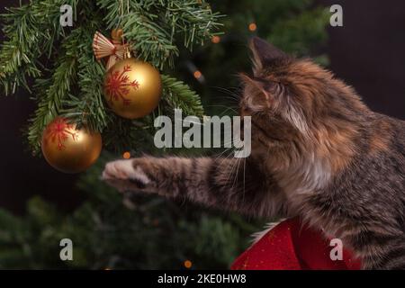 A closeup of a cute cat playing with Christmas balls Stock Photo