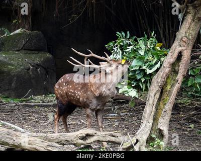 The Yezo sika deer eating leaves in the forest (Cervus nippon yesoensis) Stock Photo