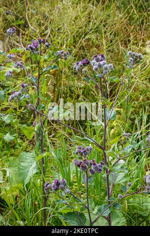 Helsinki, Finland - July 19, 2022: Suomenlinna Fortress. Closeup of blooming Arctium tomentosum wild flowers and weed, woolly burdock, in its natural Stock Photo
