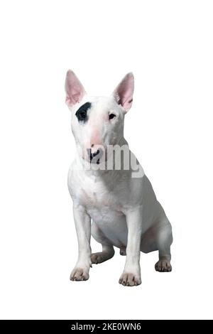 Close Up Pet White Bullterrier Dog Portrait Indoor On Brown Background 