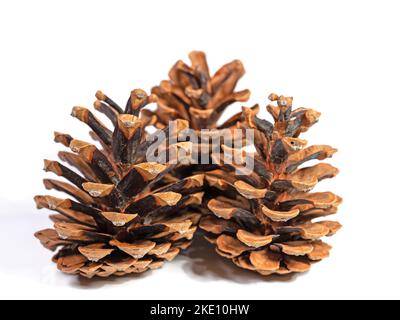 Pine cones against a white background in a close-up Stock Photo