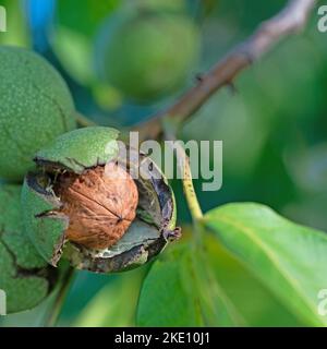 Walnuts on the tree in a closeup Stock Photo