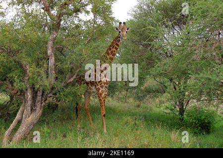 One giraffe from the front between bushes in Tarangire National Park. Stock Photo