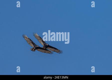 Two Turkey Vultures Sailing in Sync Stock Photo